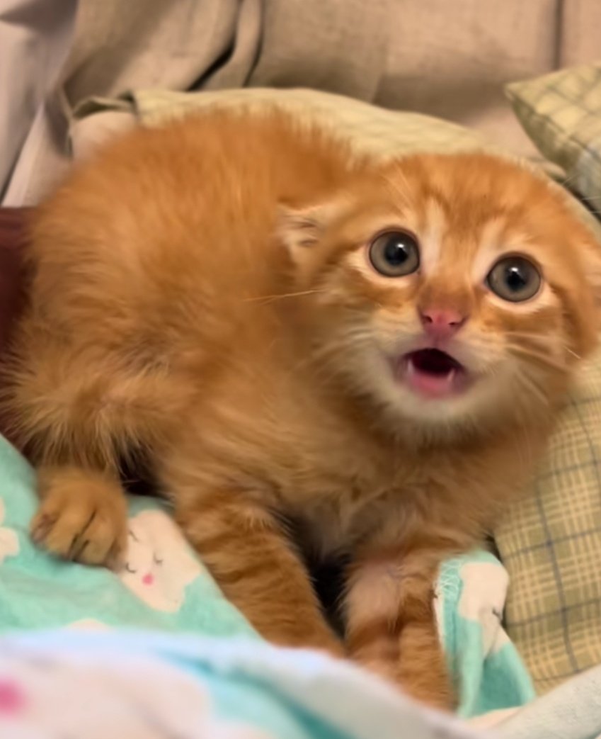 _PurityDemon's tweet image. /era esto pobrecito de niño