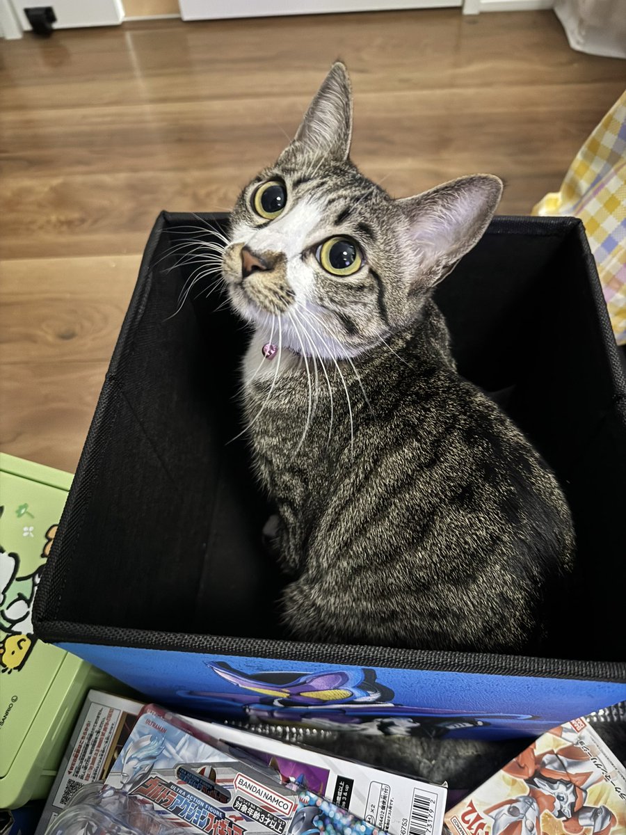 寵-megumu-💍🍩 (@megurider410) / Posts / X