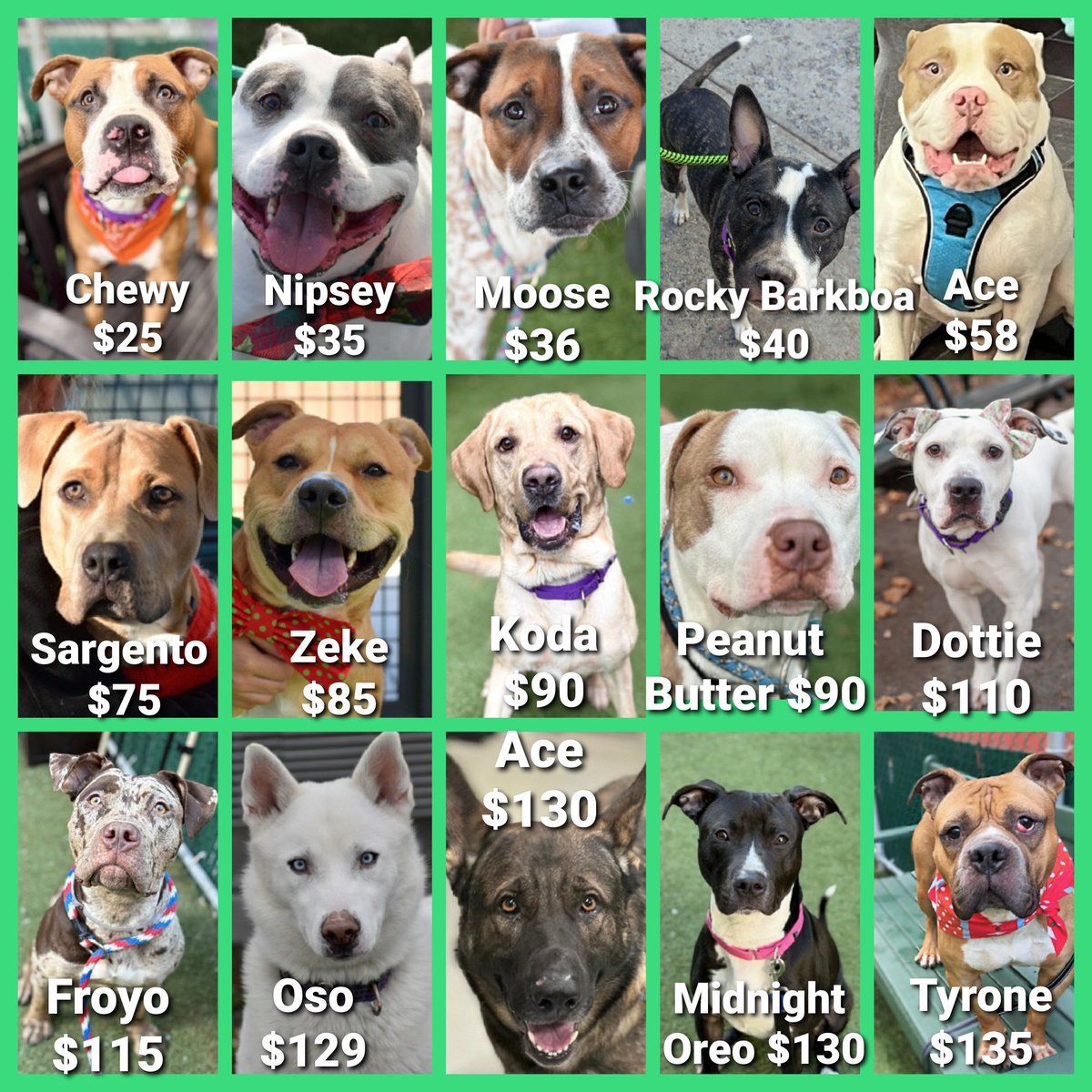 CharBolen's tweet image. 15 PRECIOUS DOGS KILL LISTED 12/27 💔🆘⚠️🆘 
THEY NEED A LOVING HOME!! IN DANGER OF 
BEING KILLED AT NYCACC ⚠️🆘⚠️ 
#ADOPT 🆘
#Foster🆘 DM @CathyPolicky to Foster or Adopt 
#Rescue🆘
#Pledge4Rescue  Very low Pledges HELP 🆘⚠️ 
PLEASE SHARE FOR THESE PRECIOUS DOGS ⚠️
HELP THEM ⚠️