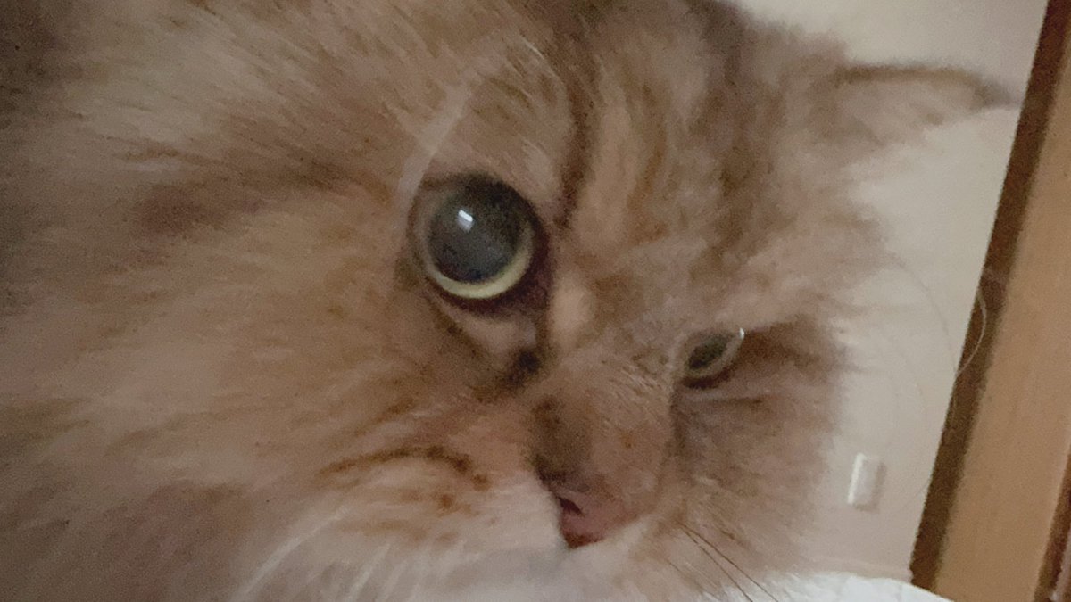 ぺろぴー (@peropy_turbo) / Posts / X