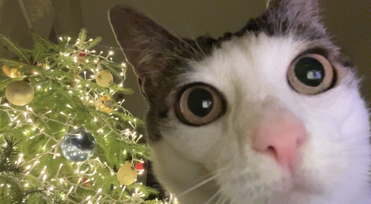 monkeycatluna's tweet image. 