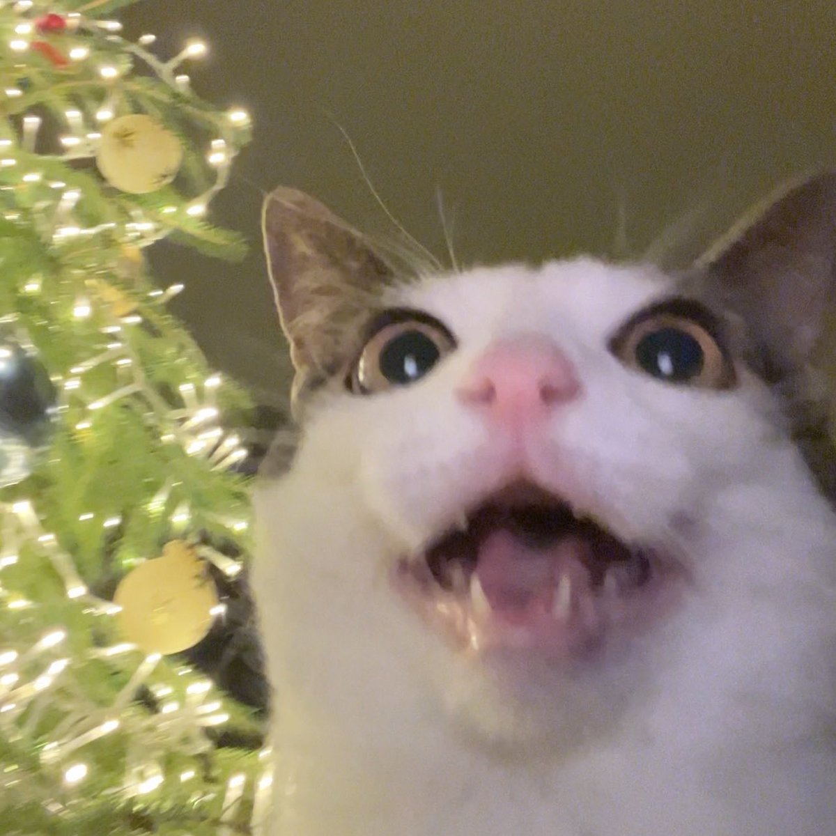 monkeycatluna's tweet image. 