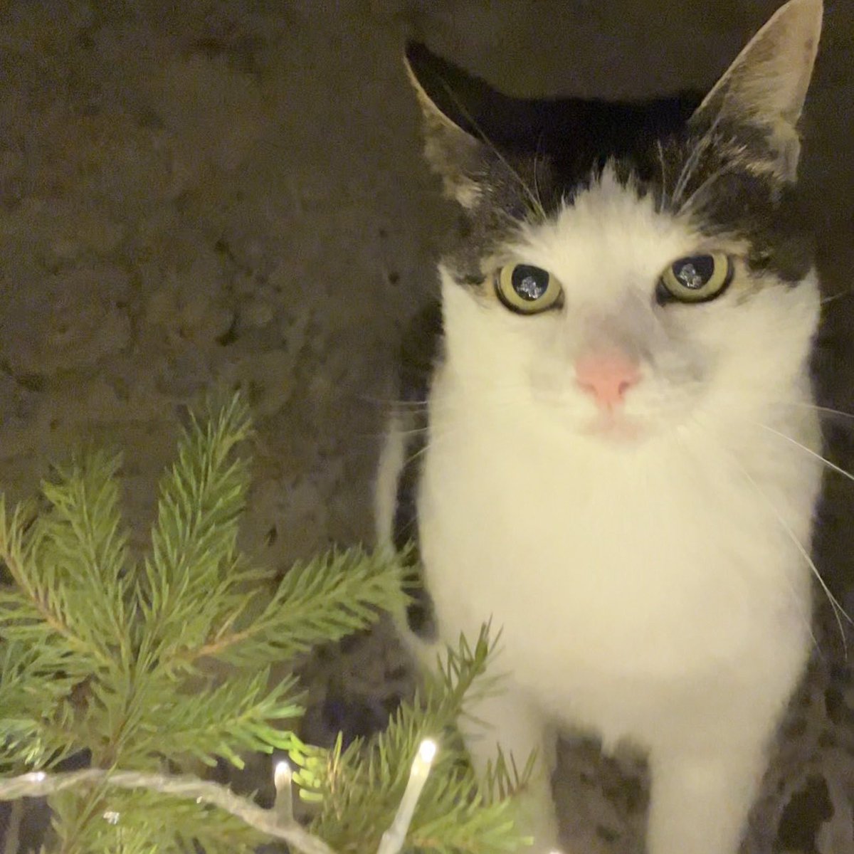 monkeycatluna's tweet image. 