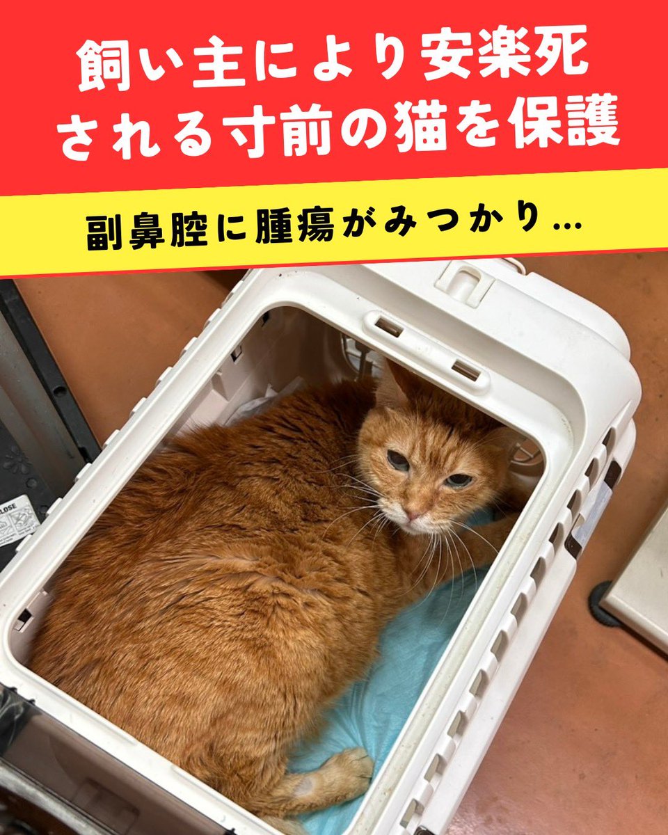 🚨安楽死寸前の子を緊急保護！ 数日前、いつものように数頭の猫達を
