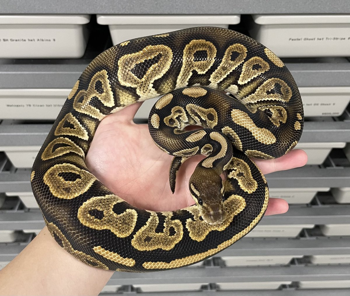δ7Ballpython (@Delta7BP) / Posts / X