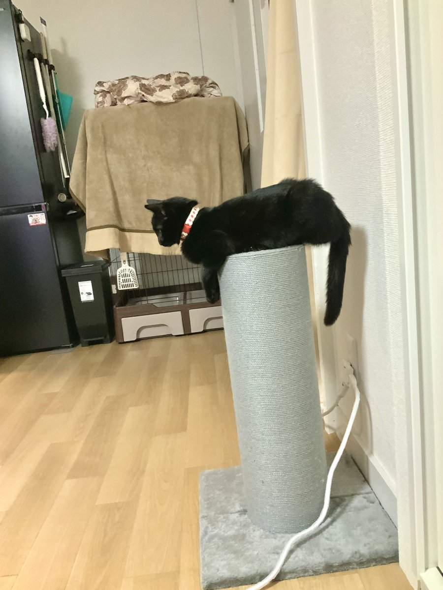 croxxxxxxxxx's tweet photo. 思ってた使い方と違うけどねこがそれでいいならいいや https://t.co/U1VmhYdjZB
