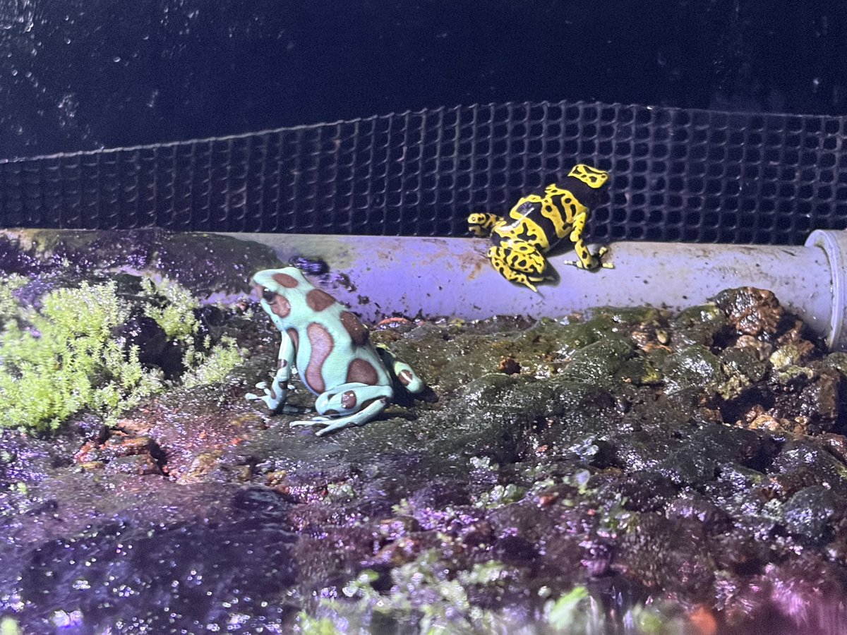 ヤドクガエルといえばコレ！ やっぱりブロメリアを入れたくなりますね😊  一応、生体販売用のケージなので、小さな流木片に数株括り付けて、メイン流木の隙間に挟み込んで固定してみました。 部分的に取り出したり出来るので、 ヤドクガエルの捕獲もしやすくなってます ..., image size:1200x900