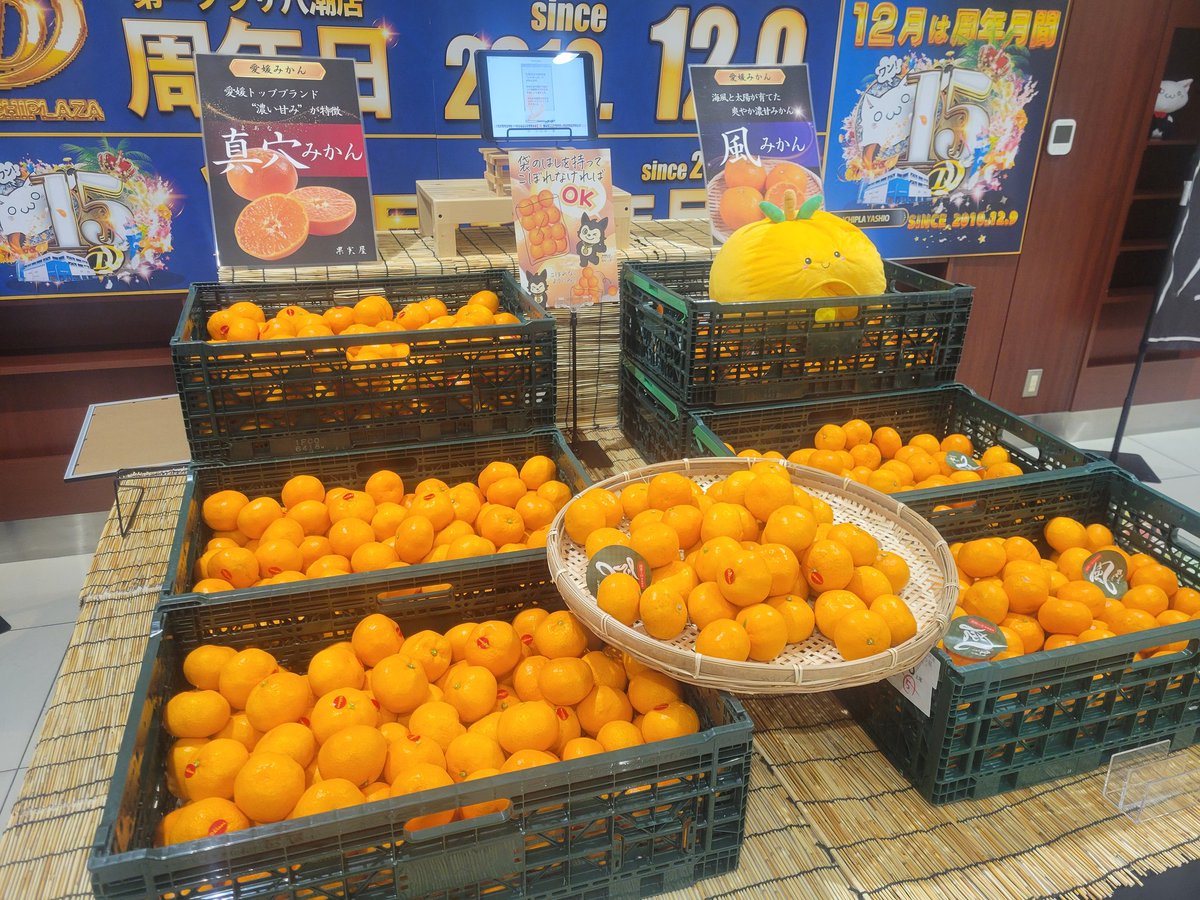 みかん みかん 【みかん屋かみん】4kg サイズ不揃い 家庭用 静岡県浜松市 《11