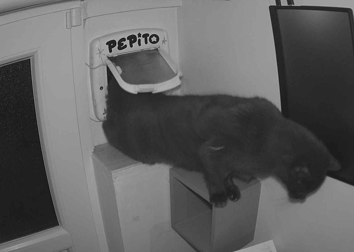 Pépito is back home (05:25:46)