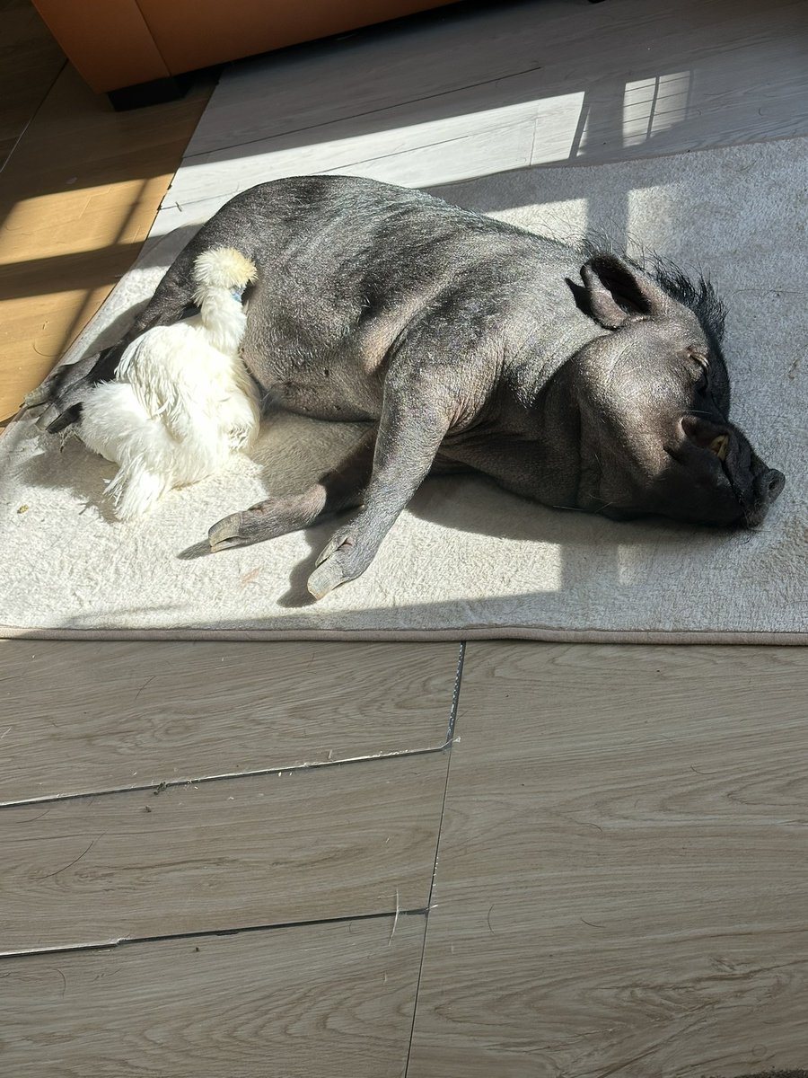 とんかつ tweet media