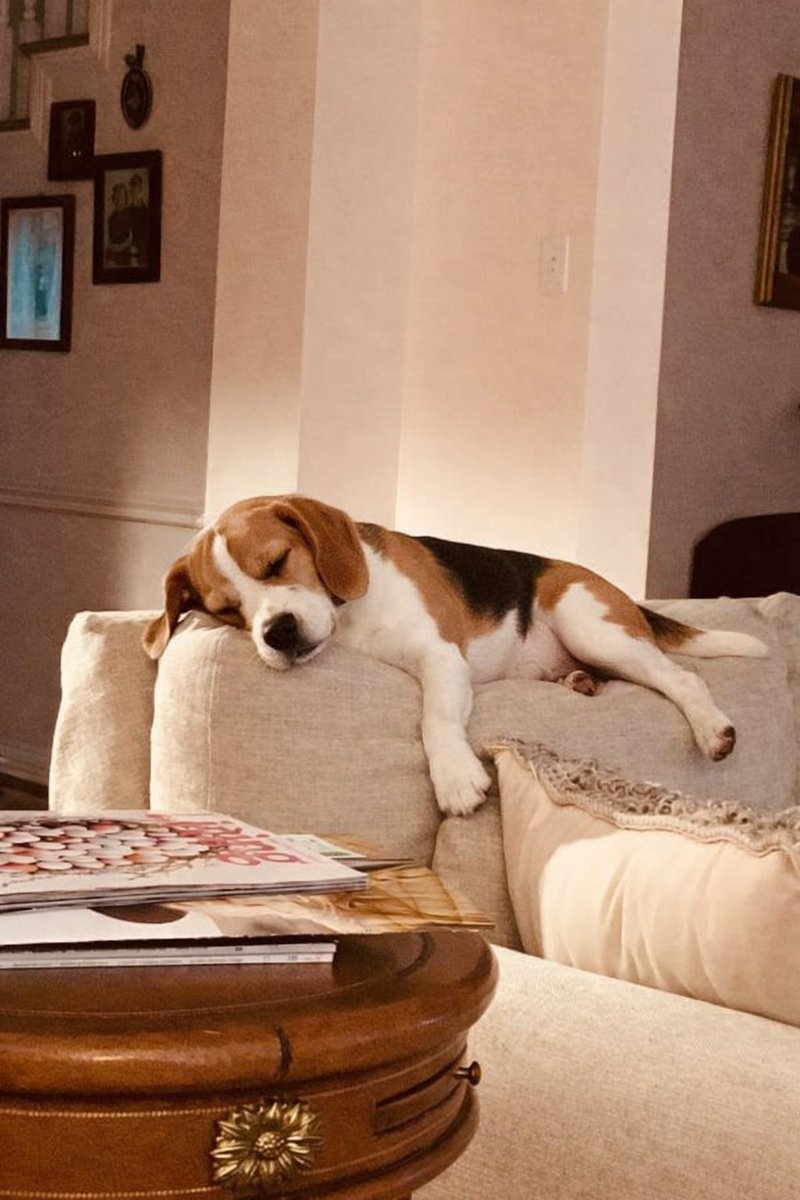 Do not disturb. Professional nap in progress. 😴 
#beagle
