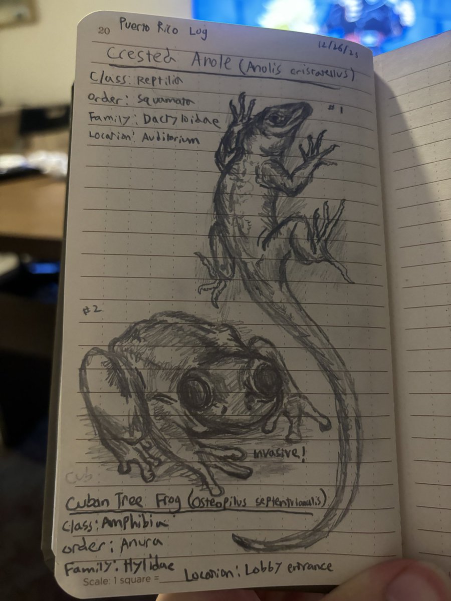 Working on a wildlife log at my stay