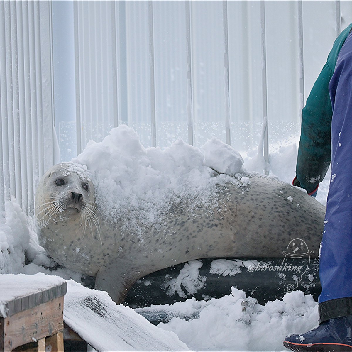 アザラシ博士 Amazon.co.jp: 飼育員さんもっとおしえて！──アザラシのひみつ (飼育