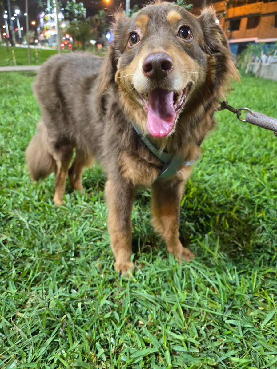 dame_una_pata's tweet image. Buscamos apoyo para  pagar su hospedaje  de nuestra Amiga Athenas 
Porfavor no olvidemos a nuestros guapitos rescatados