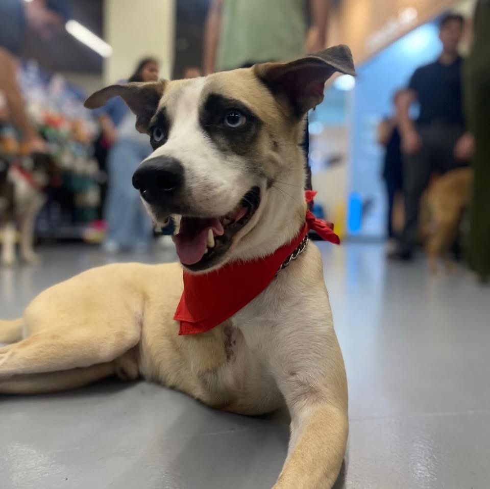 ‼️🐾EN ADOPCIÓN🐾‼️

Él es Chovi, un hermoso mestizo de 3 añitos. Es muy noble, cariñoso y limpio. Su vida no ha sido nada fácil; tuvo que atravesar muchos obstáculos y dolor para poder llegar hasta aquí… Nunca perdió su fortaleza y ganas de vivir… 
Hoy Chovi solo pide una