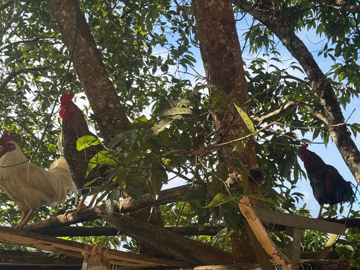 This is Tengnoupal—
where the fog is a library of all that has passed,
where the mountains are bowls of gathered hope,
and where the earth speaks in a lexicon of stillness,
only to those who have remembered
how to be silent,
and how to hear.