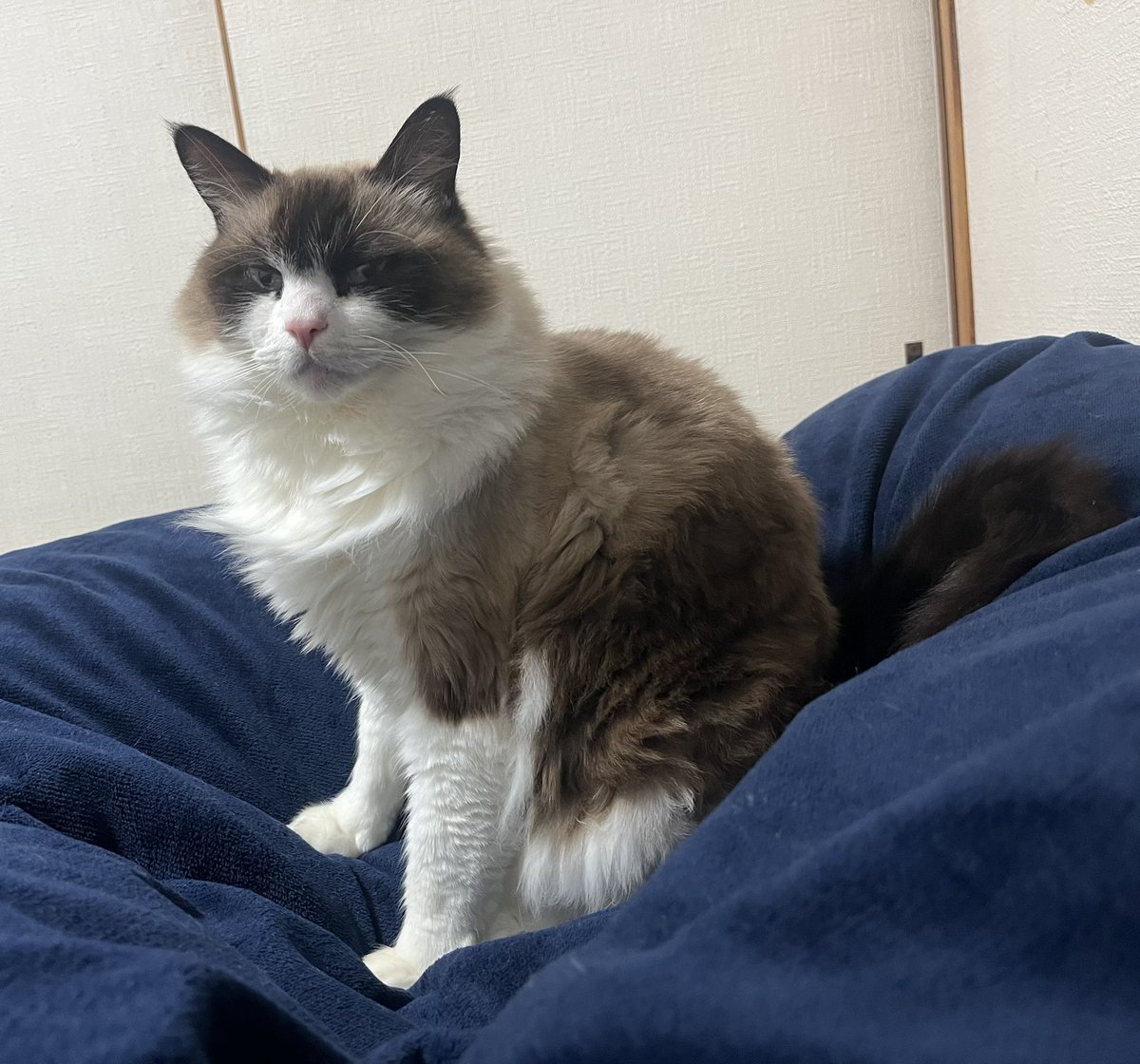 Post by TAKASKE-【埼玉県】 🥷修業中🥷 on X: み。！