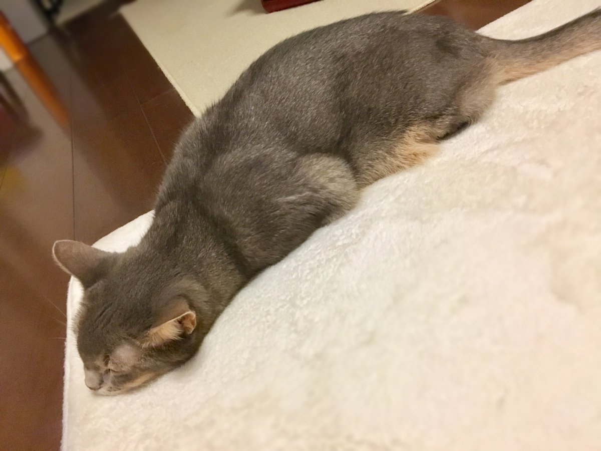 一瞬、つちのこラピスかと思った！ そっくり！ くうまろくん可愛い❣️❣️