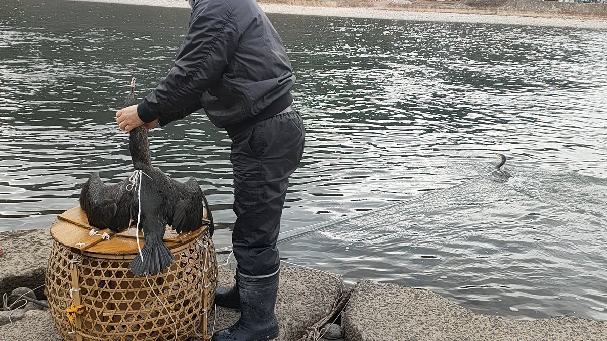 杉山秀二鵜匠さんのシントリの2羽目は、本日川デビューでした！慣れない感じではいましたが、1羽目の鵜より腹を見せずにいた気がします👀順応早そう…！

このタイミングで、2羽とも合わせてカタライになるかどうか合わせてみると、2羽で喧嘩することなく、何だかとても相性良さそうな雰囲気…！✨