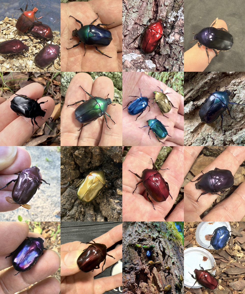 isabellae1108's tweet image. 2025年
レアカラーカナブンたち