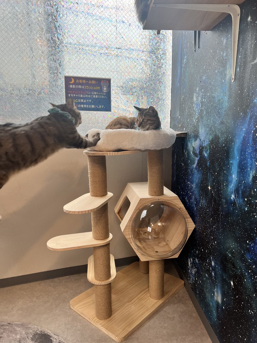 はくとん様❤️おまとめ専用ページです。10/14まで♡ まったりしまくりです！