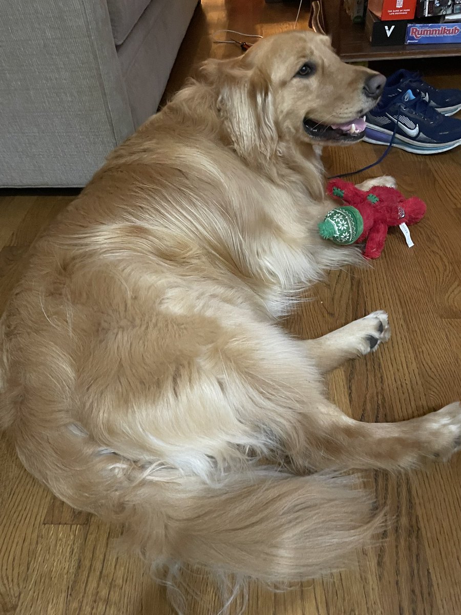 JONWSMITH8's tweet photo. @GoldretrieverUS Baker has a #fluffybuttFriday with his new Christmas toy https://t.co/Kpvt08jJGA