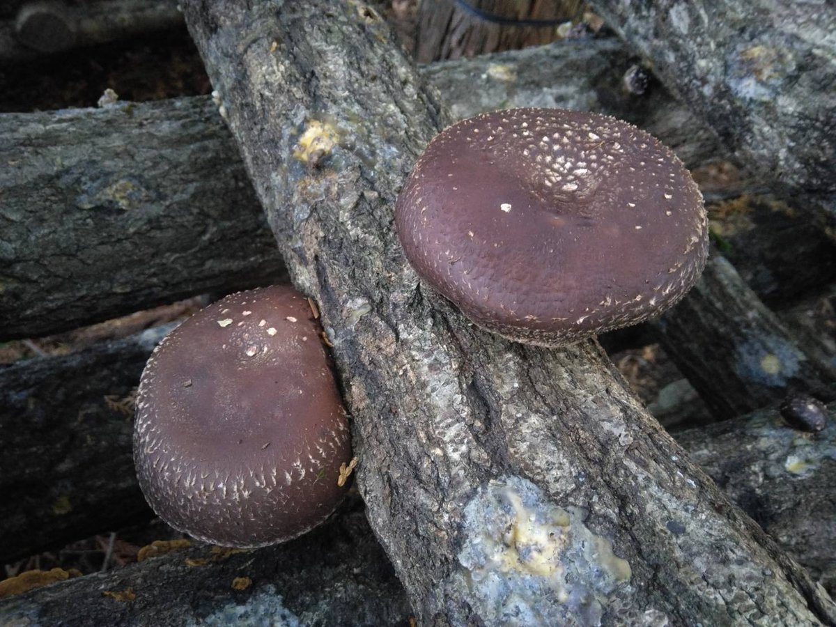 緊急のお知らせ😆📢
林内で立派過ぎる椎茸がもりもりです!!と言うことで、本日〜29日（月）まで大特売します🥳
ご家庭用椎茸のお値段で、冬子の立派な物を多めにお入れして販売致します！年末年始のお料理や差し入れも👍
お待ちしております🥳🍄‍🟫　
＃原木栽培　＃肉厚椎茸　＃特売