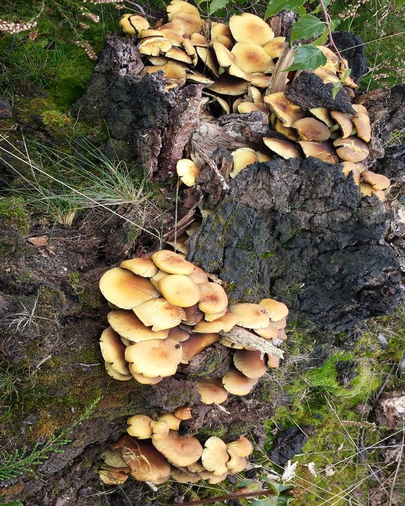 199Dawn's tweet photo. Art of the Day! "Fungi 1". Buy at: https://t.co/V9uOrg4HqP https://t.co/76A3olyCJe