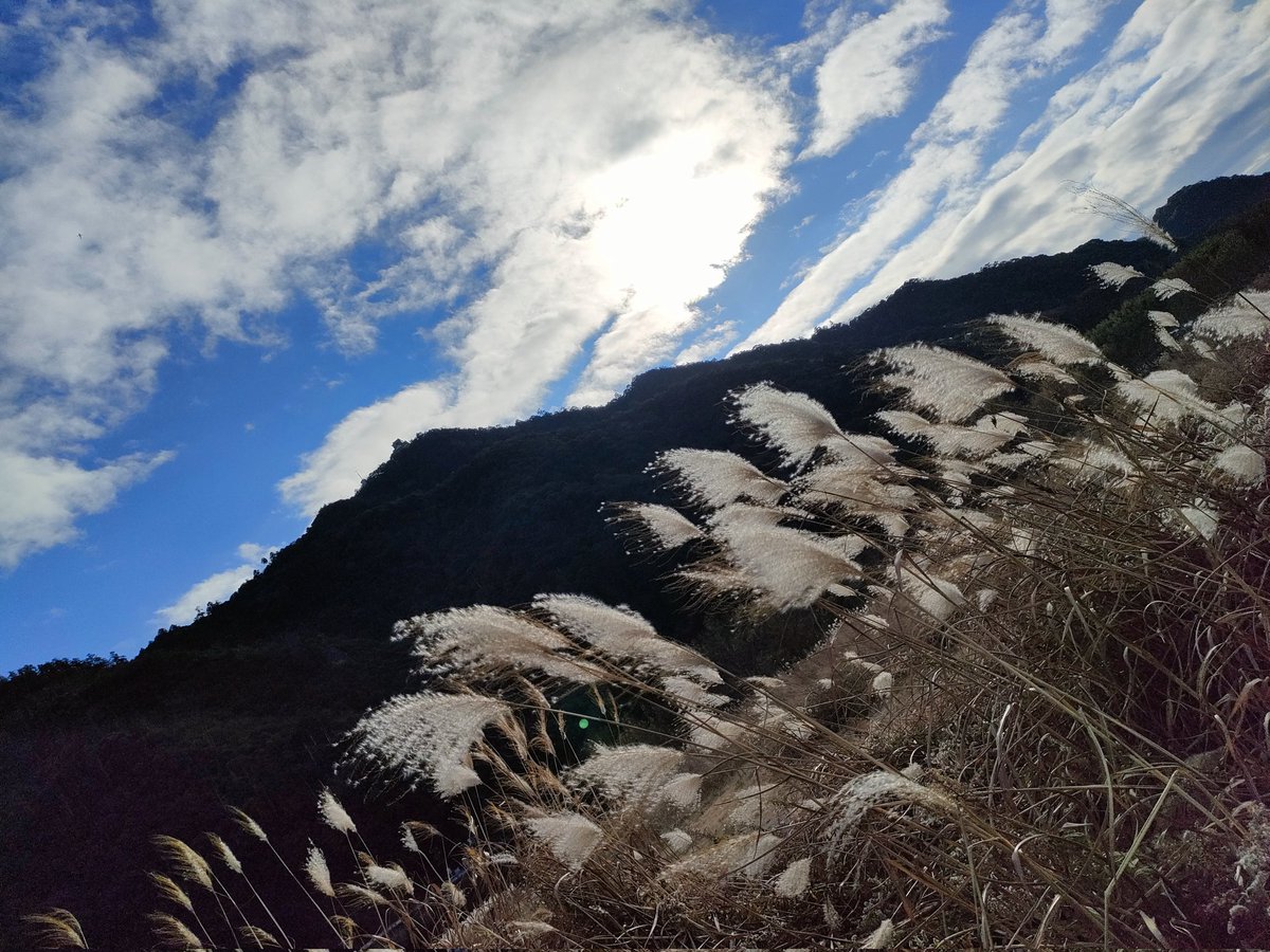 ススキと岐阜城ー！って思いながら、ここに来たら急に日に照らされて、何となく撮りなさいと言われた気がして撮った写真