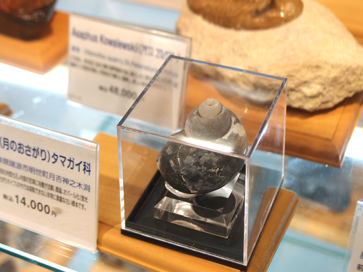 meieki's tweet image. 名駅のハンズで原石・化石の特集企画　店頭に晶洞タイプの大型「紫水晶」
meieki.keizai.biz/headline/3715/

ハンズ名古屋店で開催中の #ミネラルロマンス エクストラ。店頭の晶洞タイプの紫水晶や淡い青色が美しい天青石、大型の鉱石が目を引きます💎✨ほかにも店頭には常時約800点が並びます😊