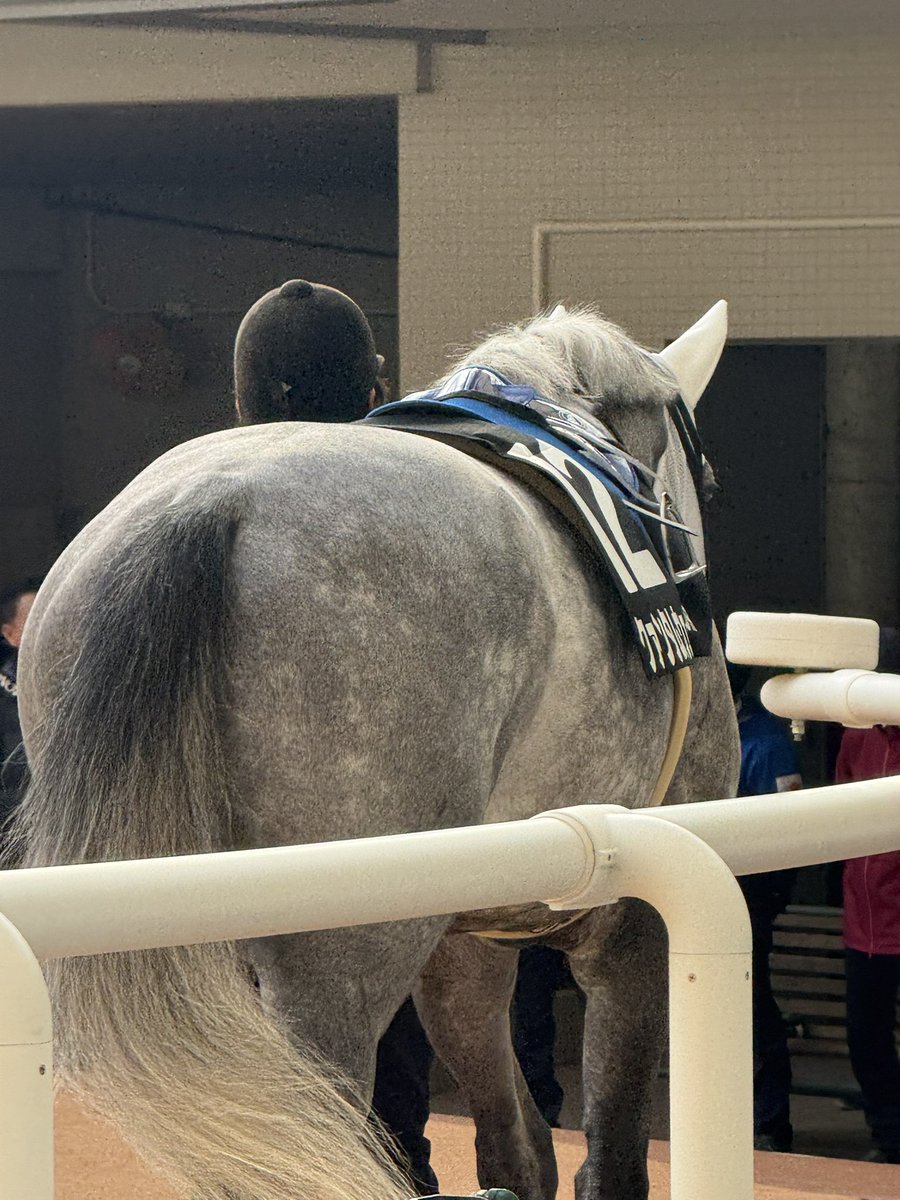 2025.12/27 阪神競馬10R 摩耶S クァンタムウェーブ号 芦毛のこの模様