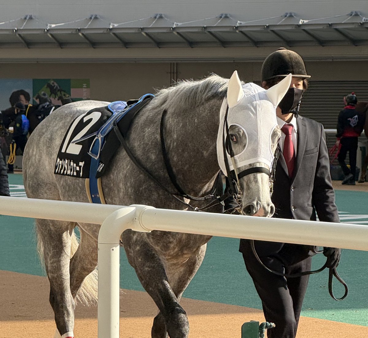 2025.12/27 阪神競馬10R 摩耶S クァンタムウェーブ号 芦毛のこの模様