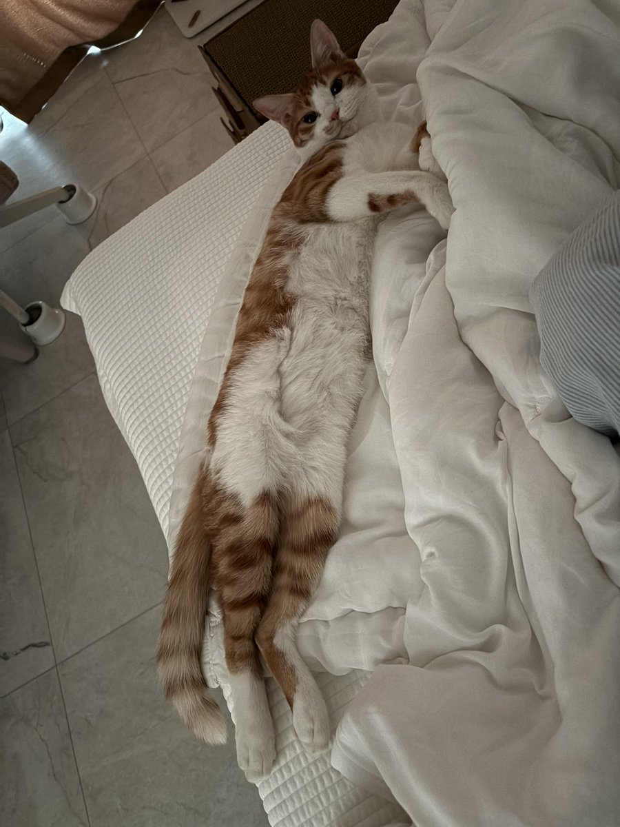 daminnoc's tweet image. 침대에서 일어나니까
웃는 고얀이가 나를 맞이해줌
근데 좀 길어