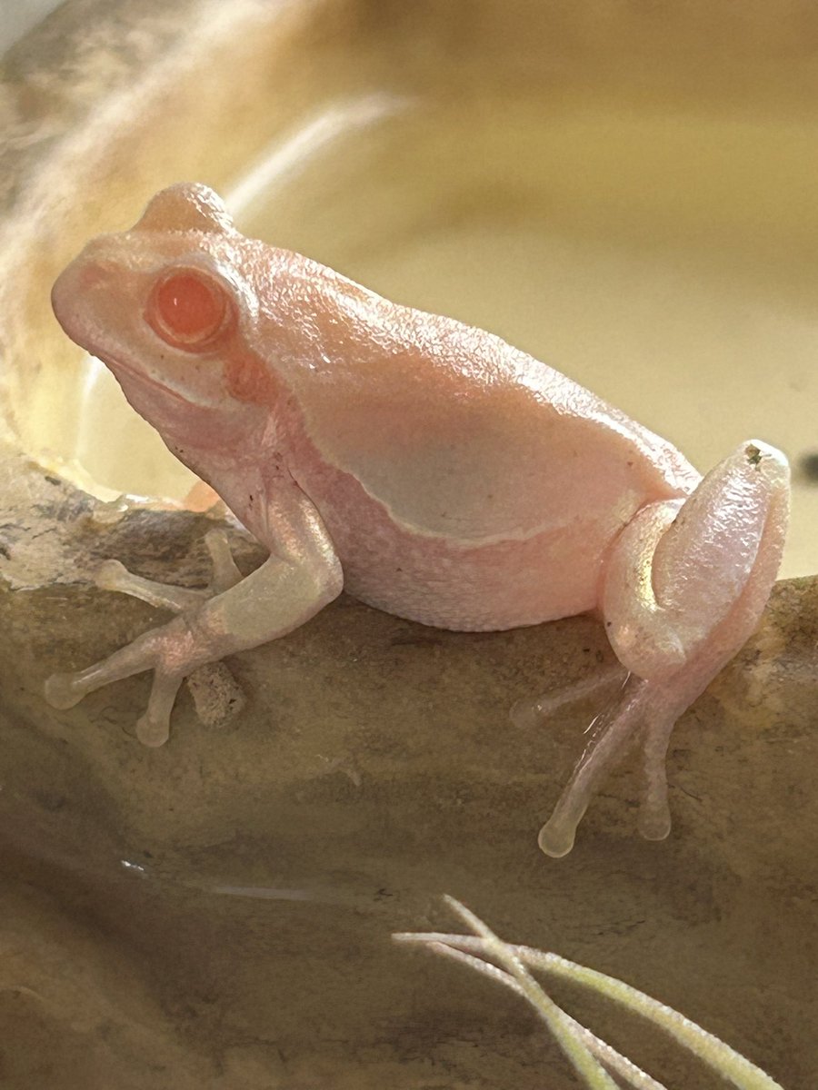 チャコ🐟🐸 tweet media