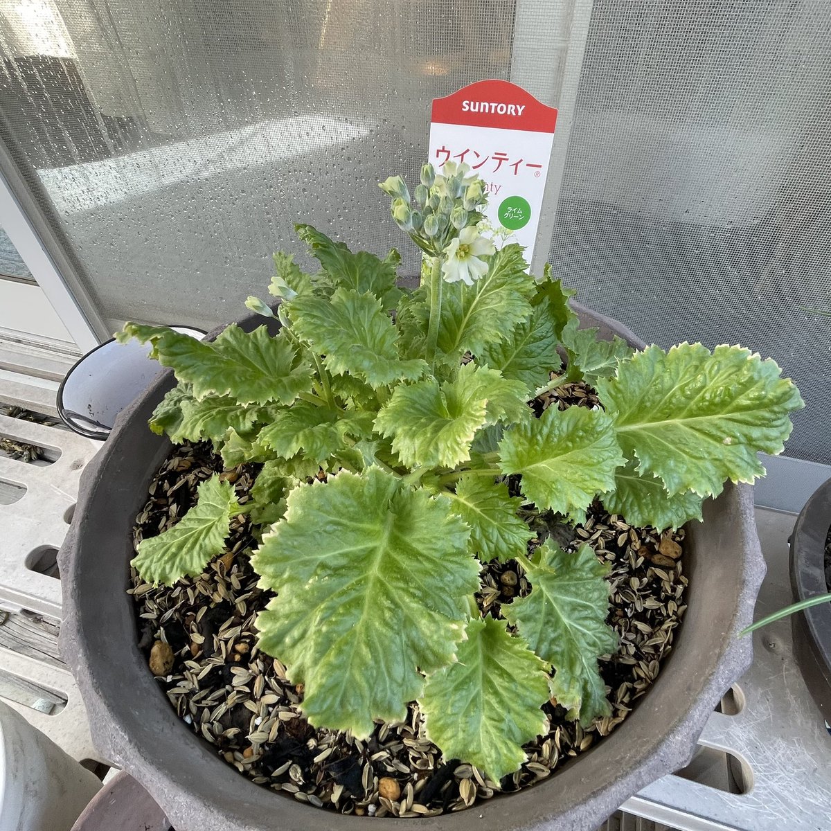 フーミン (@718chittan) / Posts / X