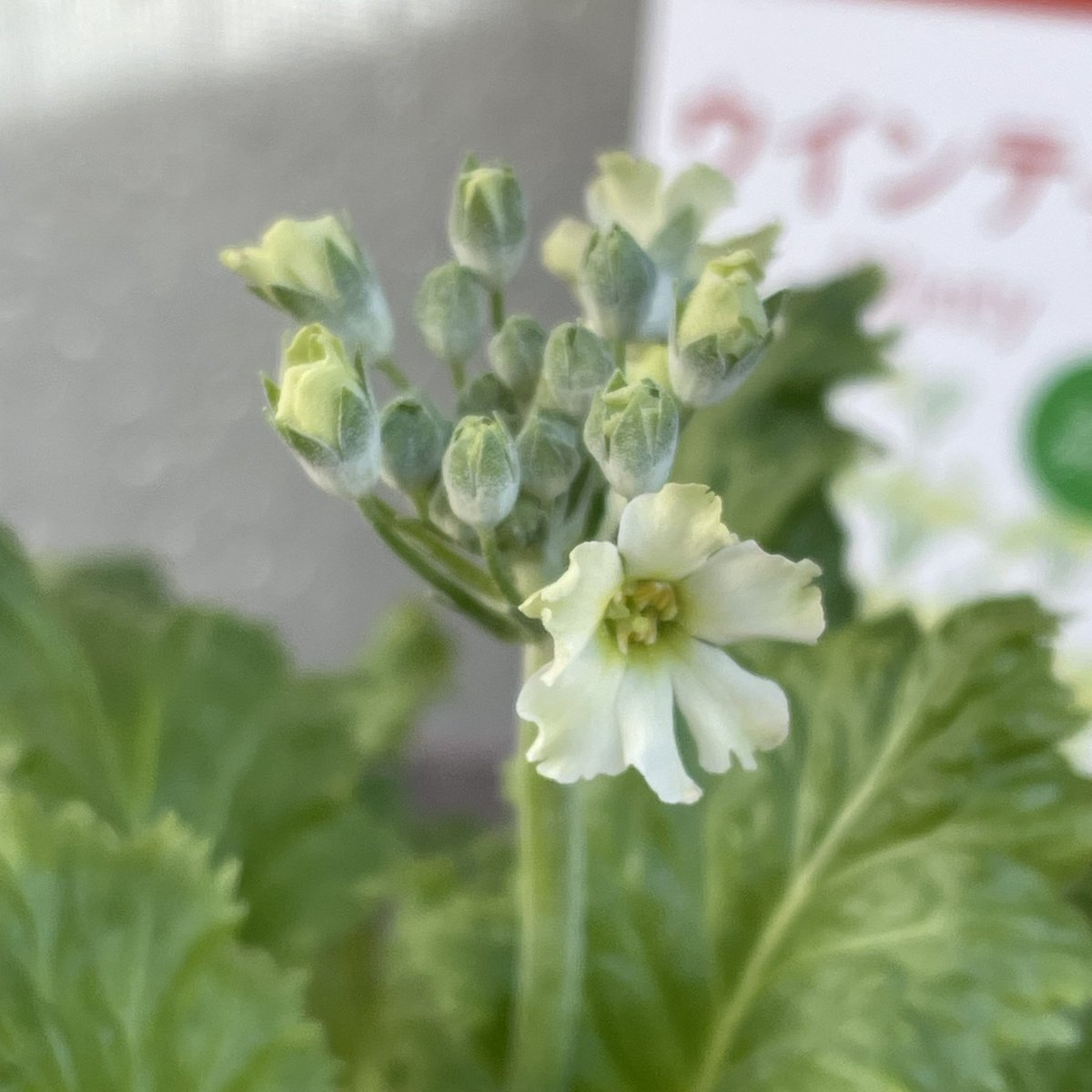 ☘️ 専用★フーミン様　☘️ ※画像1〜4 フーミン (@718chittan) / Posts / X