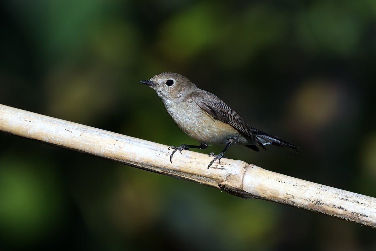 Red Breasted Flycatcher Female
December 2025
#Jaipur
#Rajasthan 
#India 
#NikonZ8 
#Nikon500PF

<a href="/ForestRajasthan/">Rajasthan Forest Department</a>
<a href="/my_rajasthan/">Rajasthan Tourism</a>
<a href="/NikonIndia/">Nikon India Official</a>
<a href="/orientbirdclub/">Oriental Bird Club</a>
<a href="/Avibase/">Avibase (Denis Lepage)</a>
<a href="/IndiAves/">IndiAves</a>