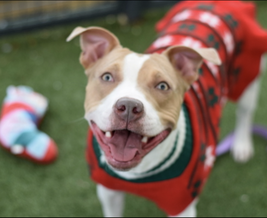 BeeDoDoobieDo's tweet image. #57DaysInShelter for CARAMEL

2yr old with a heart of GOLD🥇
...why, oh why is she still waiting for 
new beginning?✨🌟✨

Sweet, dreamy and tender heart~wants a
human to build her confidence with love
and safety😍Start the New Year off with
a good deed #SaveAShelterDog! 
#ADOPT