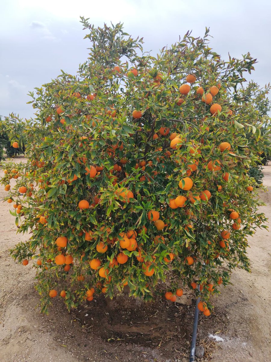 Nabt app | تطبيق نبت tweet media