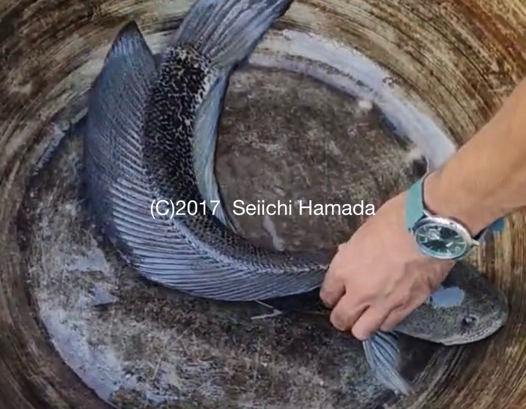 蛇年もいよいよ終わるので
未公開65cmブラックバルカの雄画像
これが本来のフレッシュな野生の体型です
2017輸入