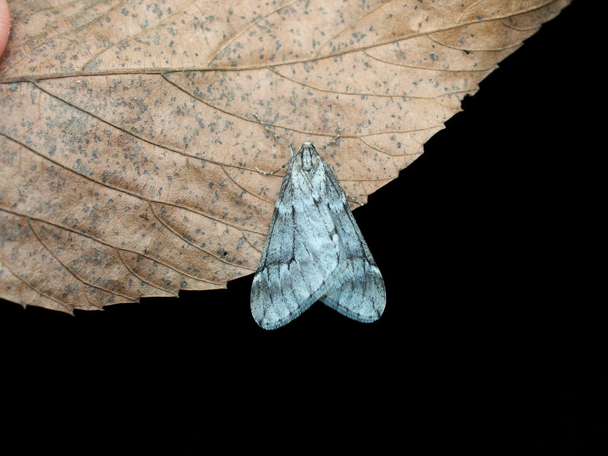 ユキムカエフユシャク
Alsophila inouei
去年は失敗したけど、今年は大成功！
恐らく図鑑に載ってない生態に関する知見も得られて、大満足！フユシャク面白い！
#むしとりチャンネル
