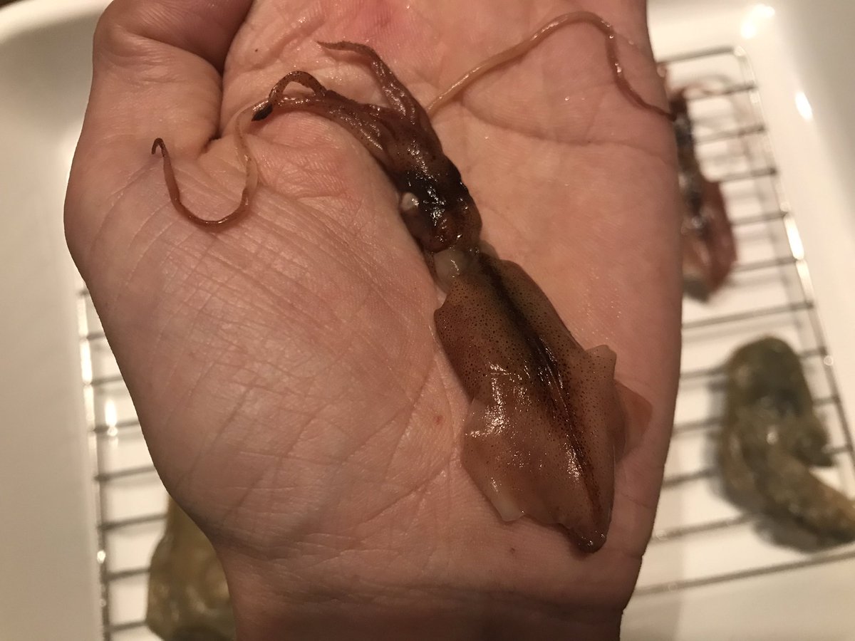 ホタルイカとマガキのグリセリン置換標本 エタノールで脱水・固定した