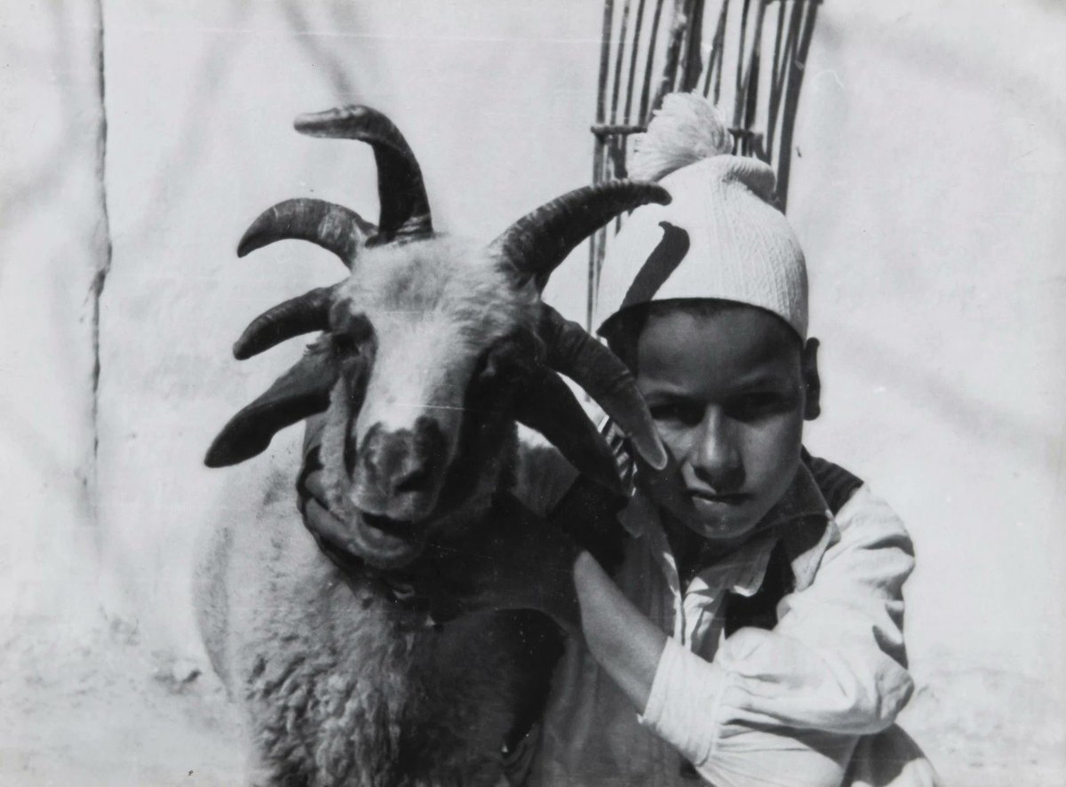 menavisualss's tweet image. 🇱🇾 A Libyan child sitting next to a polycerate goat (a goat with multiple horns), 1940s