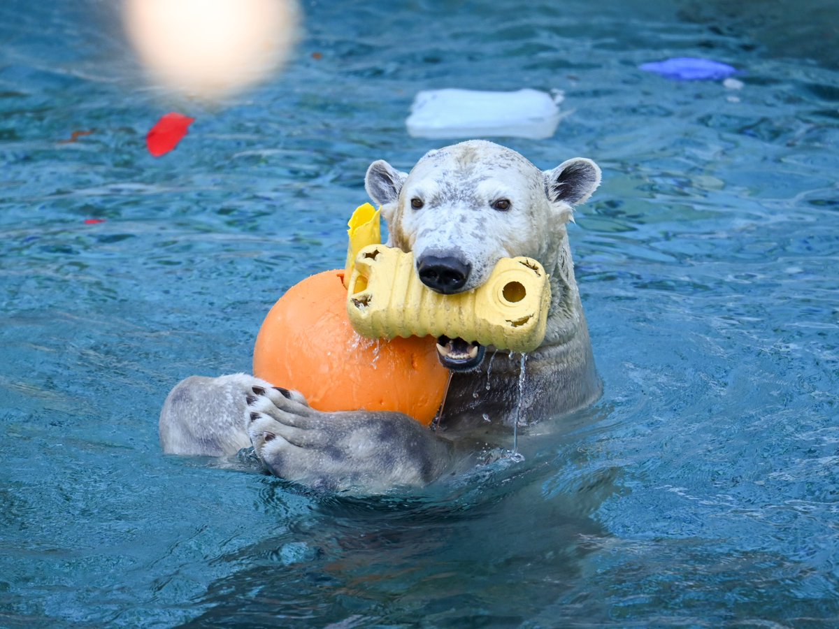 今年ラスト天王寺動物園！ラストホウちゃん！
今年もありがとう！大好き！

📷2025.12.27

＃天王寺動物園
＃ホッキョクグマ
＃ホウちゃん