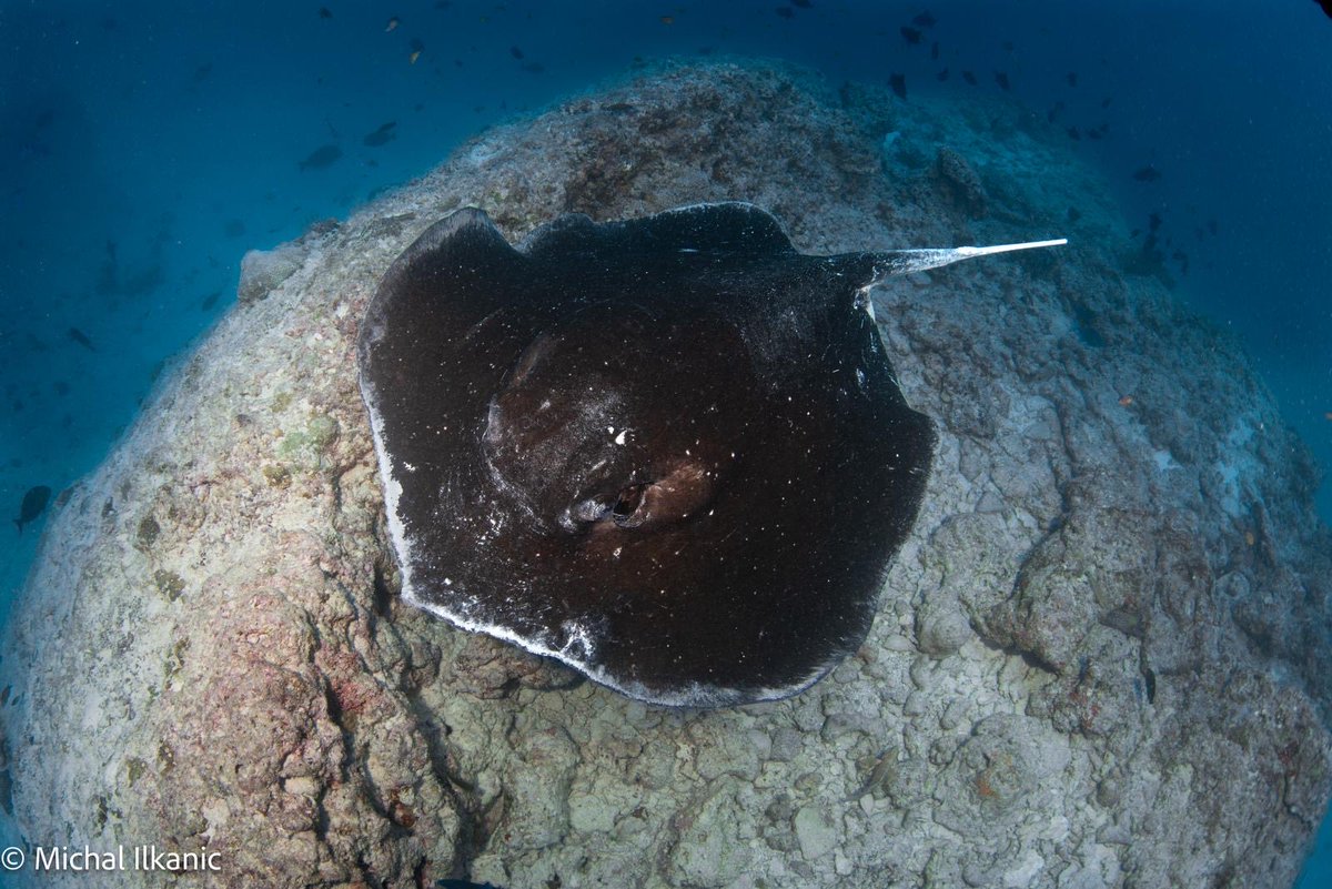 2025 was fun
#bestof2025 #pics #whaleshark #manta #scuba #snorkel #fun