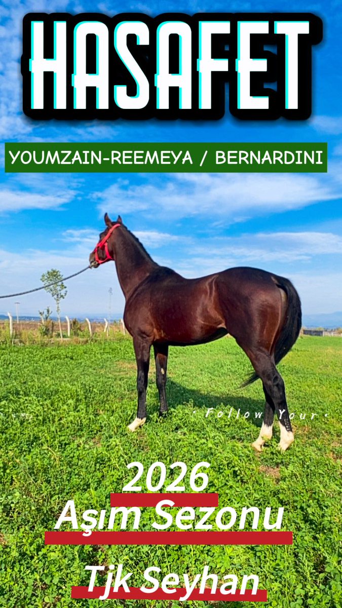 Pist rekortmeni Genç Aygır 
📍 TJK Seyhan Aşım İstasyonu