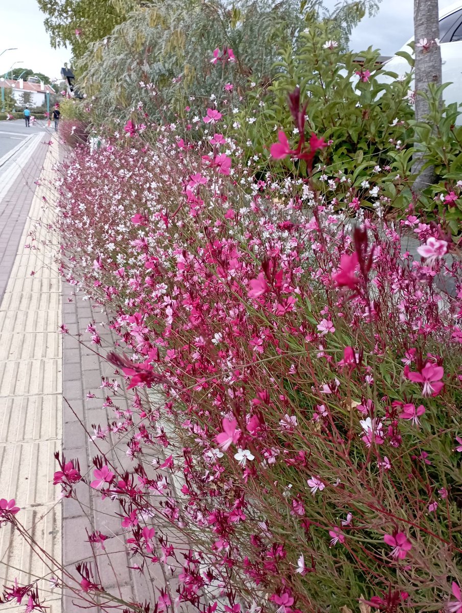 Sny_3510's tweet photo. ...
İnce düşünceli insanlara zaafım var. 
Onlar bu Dünya'nın pencere önü çiçeği...
Yol üzerindeki güzellikler...🌸🤍
#Anemon https://t.co/cpePZaqXVF