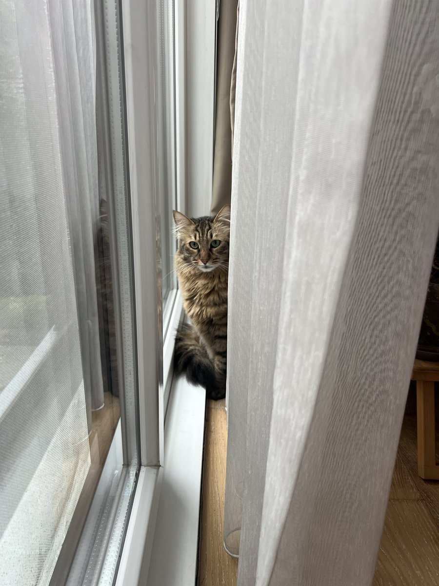 2026’dan saklanıyormuş. Korkma oğlum, sana bol bol ödül mamalı bir yıl planlıyorum 😻