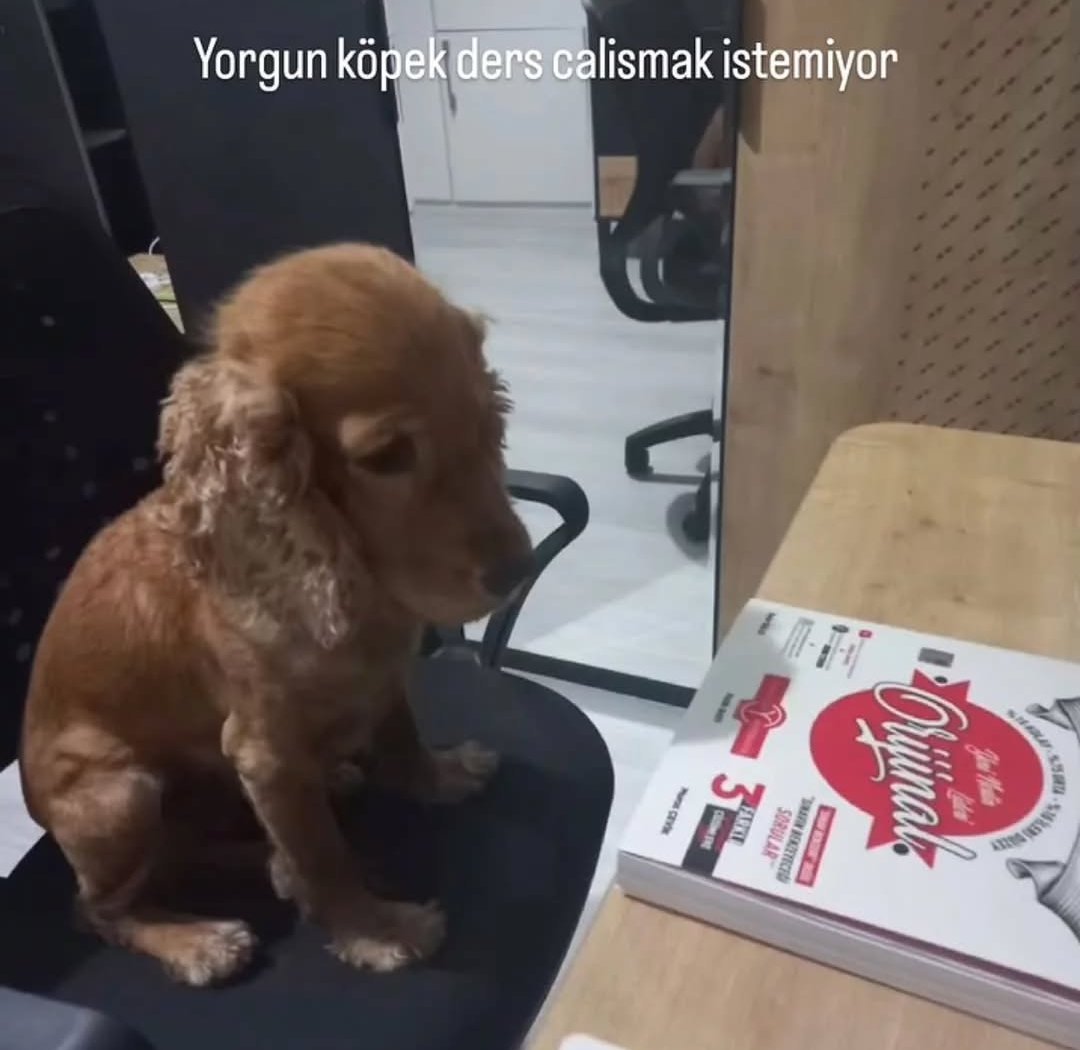 Goky.Cakar💙💚🎯 (@gokycakar53) on Twitter photo 