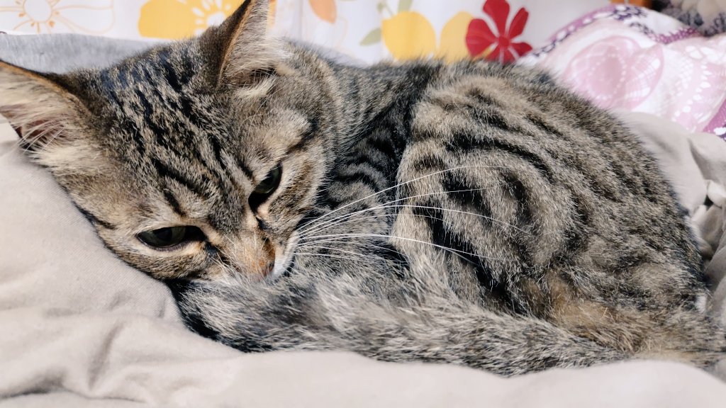 トラ猫ゴロー ゴロー🐾 (@cat_56chan) / Posts / X